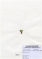 藏品(扁乳節藻)的圖片